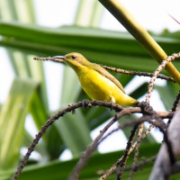 Olive-backed Sunbird (Kelicap Bukit)